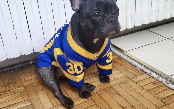 Football Jersey for French Bull Dog
