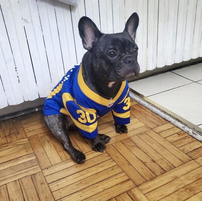Football Jersey for French Bull Dog